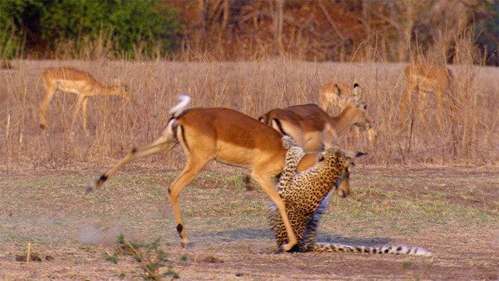 Leopard attacking an Impala