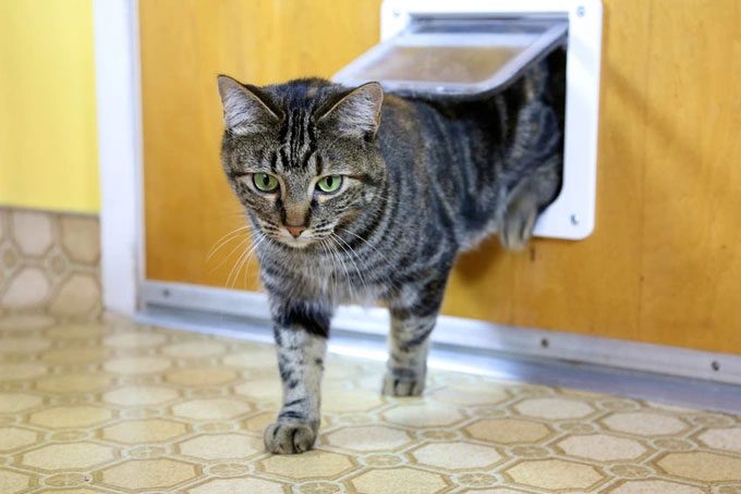 The cat flap today is a product of Newton's genius invention.