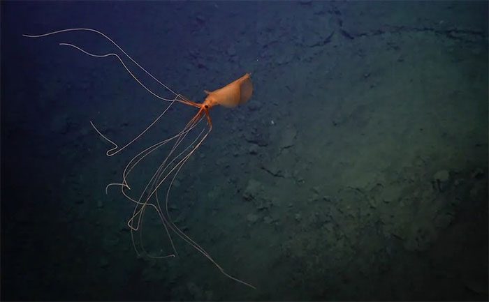 They have an alien-like appearance with long, bizarre tentacles.