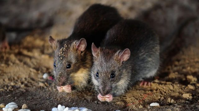 If mice disappeared, ecological balance would be affected.