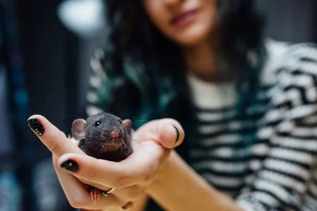 Rats are short-lived animals with high reproductive capabilities.
