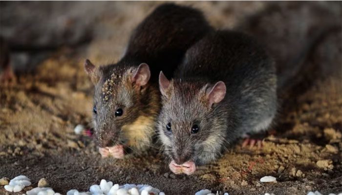Mice only appear in the books of the people in this region.