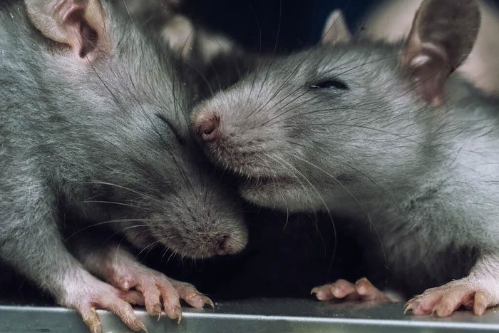 Rats can quickly adapt and learn from their environment.
