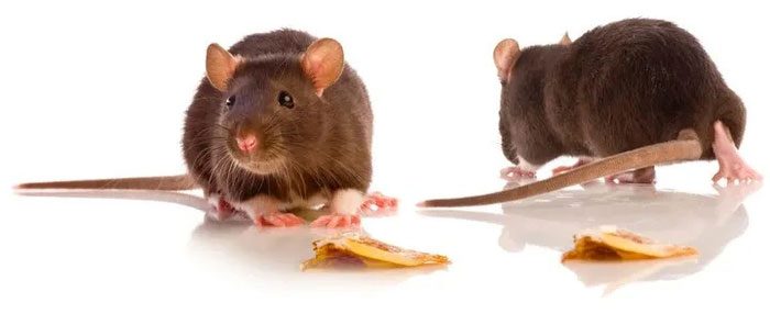 Rats are carriers of various pathogens