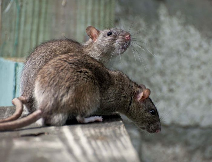 Breeding natural predators is the oldest method to eliminate rats.