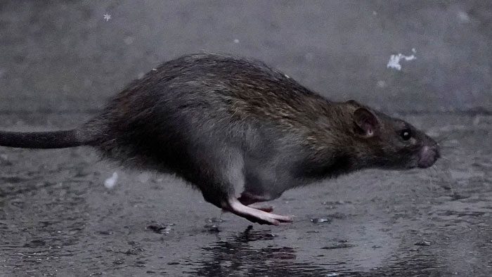 To comprehensively control rats, we need to focus on long-term goals.
