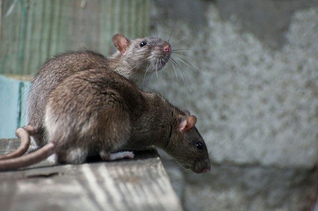 Mice reproduce at a very fast rate.