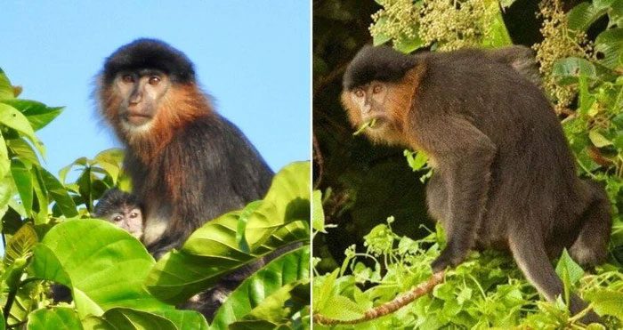 Mysterious hybrid monkey