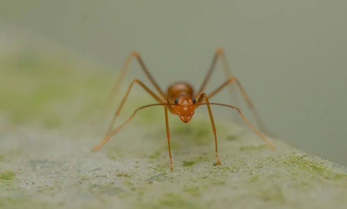 Ants are considered one of the most fearsome invasive species in the world.