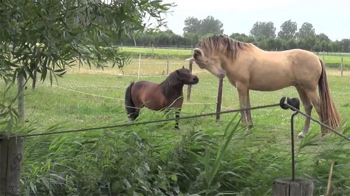 Horse