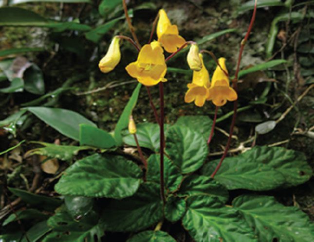 The new species of Oreocharis discovered in the limestone mountains of Quảng Trị and Thừa Thiên Huế.
