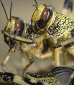 locusts march