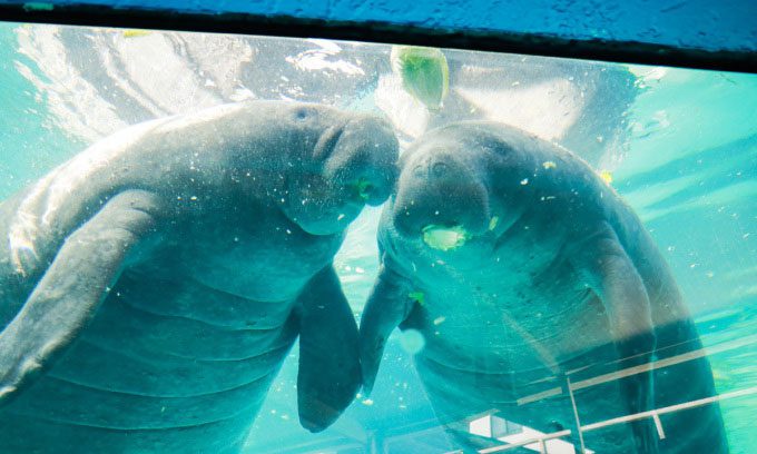 The manatees Hugh and Buffett.