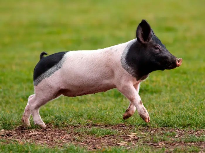 Panda Pig