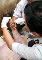 Veterinary experts treating foot-and-mouth disease with Anolit