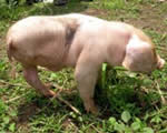 Three-Legged Pig