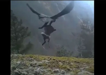 long bang using high jump not fall 128034
