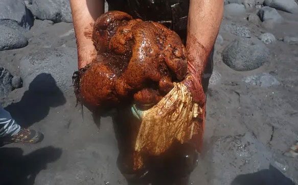 Ambergris extracted from the carcass of a sperm whale in Spain.