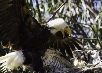 long term white feeding bird like a worm 128273