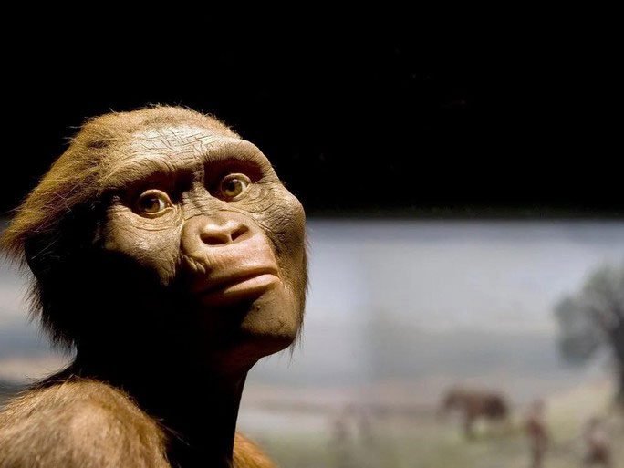 Wax figure of Lucy the Australopithecus at the museum