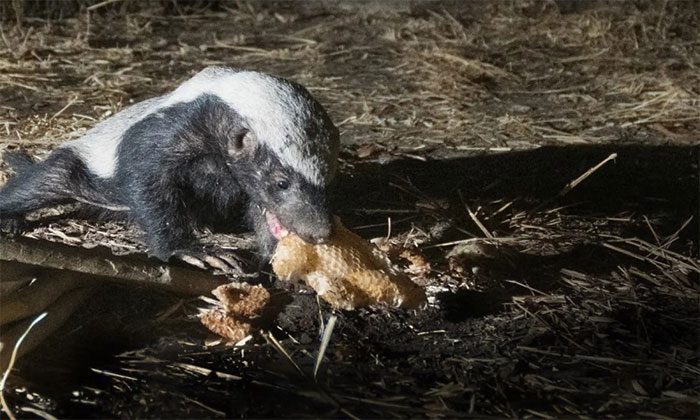 Honeyguide birds and honey badgers collaborating to raid hives for honey and bee wax