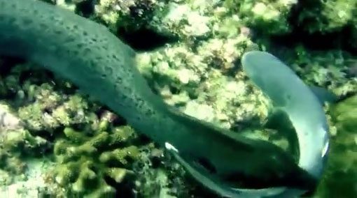 Marine eel struggling with shark.