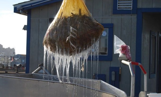 Mucus secreted by slime eels when fishermen pull them out of the water.