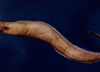 main species spawning cycle lives in the heart of catfish 128285