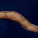 main species spawning cycle lives in the heart of catfish 128285