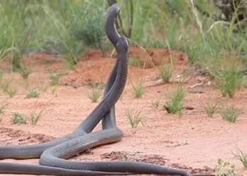 mamba snake poisonous fight in the garden of the 128500