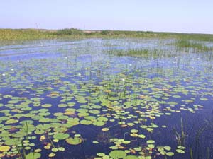 Swamp
