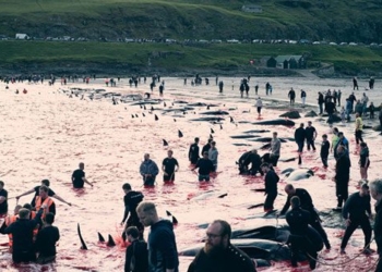 massacre of more than 500 pigs in faroe islands denmark 128116