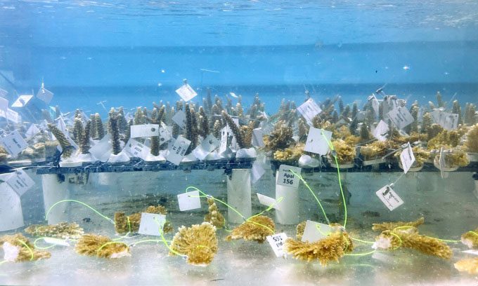 Natural coral samples safely stored in the living gene bank at The Reef Institute, Florida