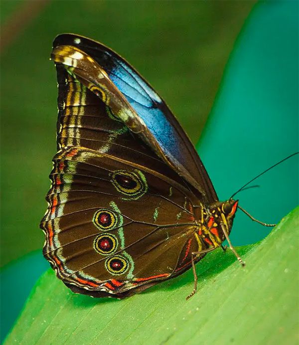 Color on butterfly wings is not produced by pigments.