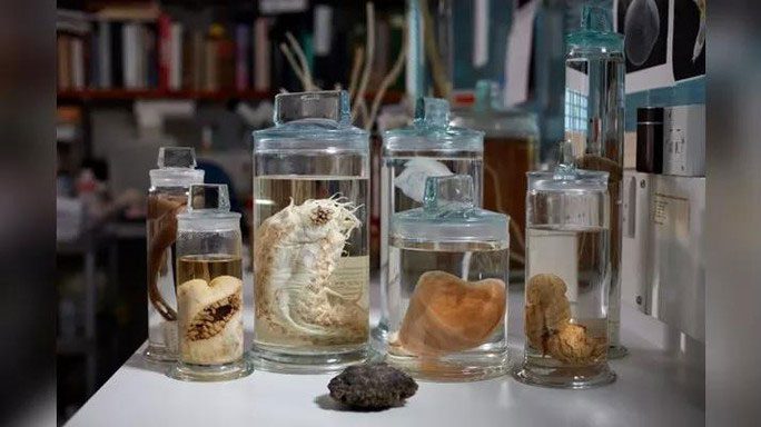 Some bizarre specimens from CCZ - Pacific Ocean