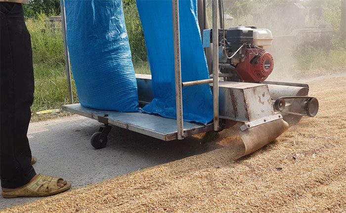 Rice harvested and cleaned by the machine