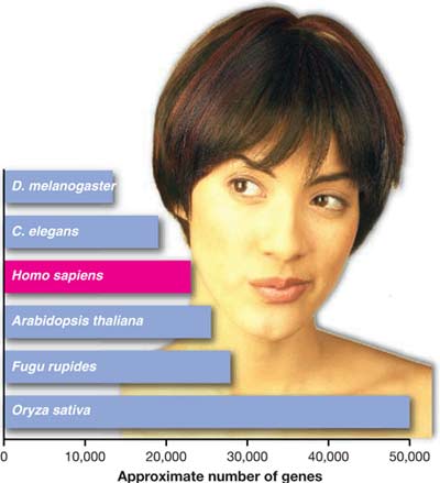 Relative gene count in humans