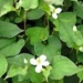 medicine for disease from water sedge 6056