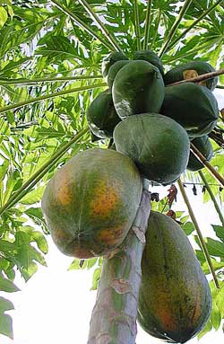Papaya Tree