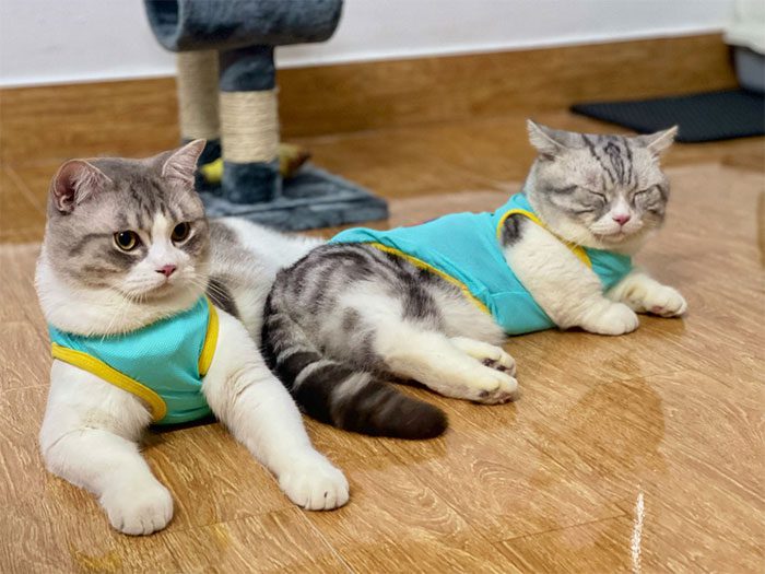 Floors are where pets interact and play every day