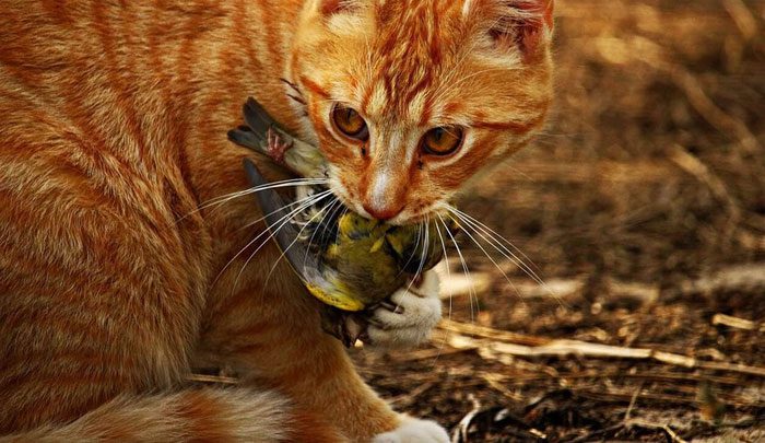 The number of cats has started to increase globally.