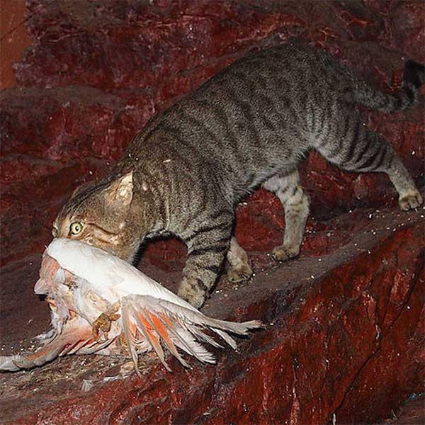 Cats help catch birds