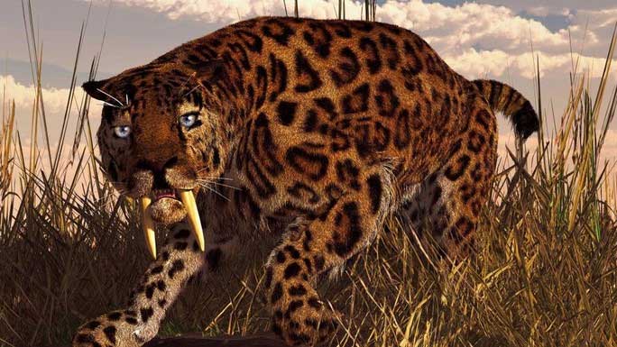 Graphic reconstruction of the saber-toothed cat's appearance