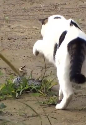 The cat is attacking the snake with its front paws.