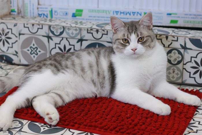 Pets love to lie on carpets around the house