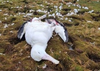 mice kill birds in southern africa on island 128354