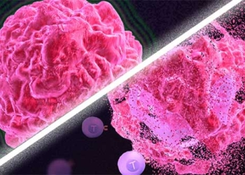 microorganisms on mice fur could reveal ways to cure cancer 127222