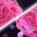 microorganisms on mice fur could reveal ways to cure cancer 127222