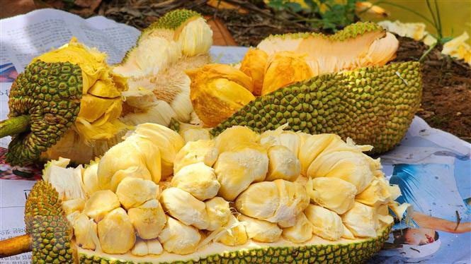 Durian jackfruit