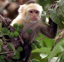 monkey